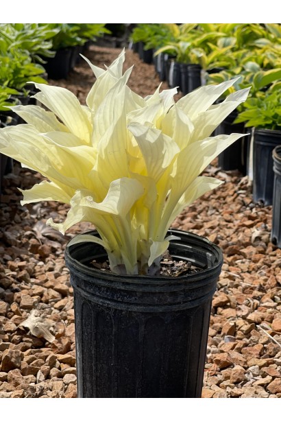 Саджанець хости Вайт Фезер